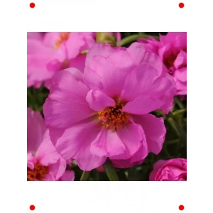 Fuşya Duble Katlı İpek Çiçeği Tohumu (25 Adet)