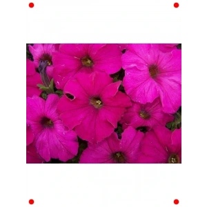 Fuşya Rengi Petunya Çiçeği Tohumu (20 Adet)