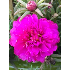 Fuşya Renkli İpek Çiçeği Tohumu - 40 Tohum