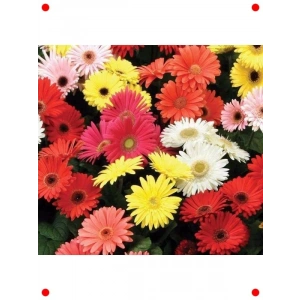 Garbera Çiçeği Tohumu