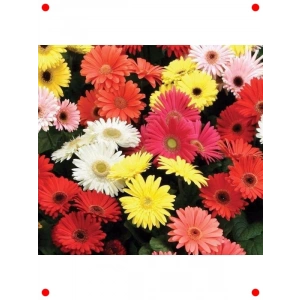 Garbera Çiçeği Tohumu