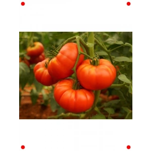 Geleneksel Doğal Köy Domates Tohumu