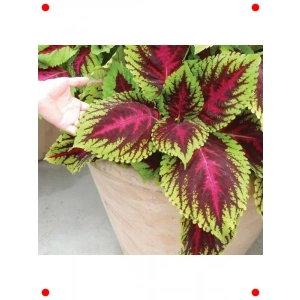 Geniş Yaprak Kırmızı Yeşil Yaprak Güzeli Tohumu (20 Adet)