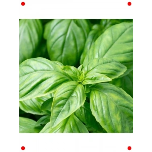 Geniş Yapraklı Fesleğen Tohumu