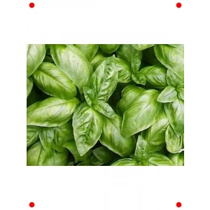 Geniş Yapraklı Fesleğen Tohumu (150+ Adet)