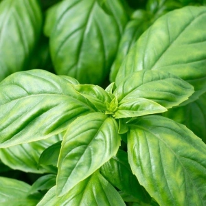 Geniş Yapraklı Fesleğen Tohumu - Aromatik Bitki