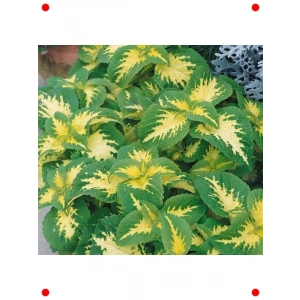 Geniş Yapraklı Yaprak Güzeli Tohumu Kırmızı Yeşil Beyaz - 20