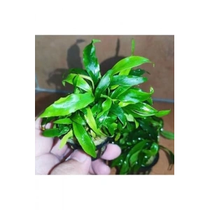 Glabra Anubias Canlı Bitki Saksısı, Akvaryum İçin