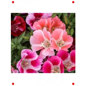 Godetya Çiçeği Karışık Renk Tohumları - 300 Adet