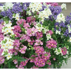 Gökmen Ayçekirdeği Tohumu - 10 Gram, Doğal