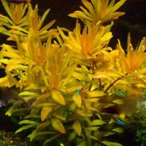 Golden Nesaea Pedicellata Saksı Canlı Bitki, Şık Görünüm