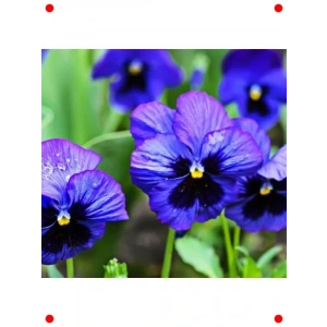 Gözlü Zarif Menekşe Çiçeği Tohumu