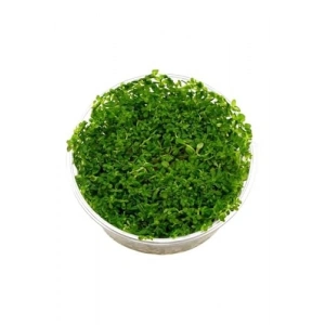 Green Rotala Indica In Vitro 200cc Canlı Bitki, Su Bitkisi