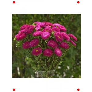 Gül Renkli Uzun Boylu Kasımpatı Tohumu (5 Adet)