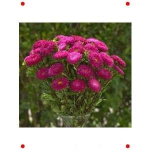 Gül Renkli Uzun Boylu Kasımpatı Tohumu (5 Adet)