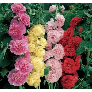 Gülhat (Katmerli  Çiçekli) - KARIŞIK (5 Tohum)