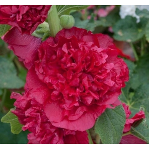 Gülhat (Katmerli  Çiçekli) - KIRZI (5 Tohum)