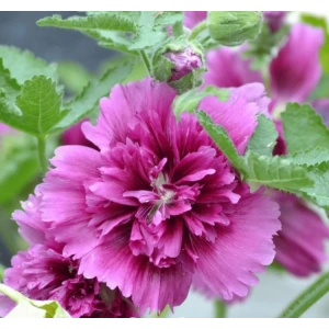 Gülhat (Katmerli  Çiçekli) - MOR (5 Tohum)