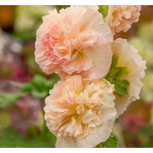 Gülhat (Katmerli  Çiçekli) - TURUNCU (5 Tohum)