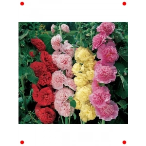 Gülhat Tohumu (Katmerli Büyük Çiçekli) - Karışık (5 Adet)