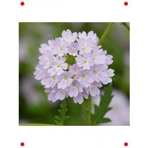 Gümüş Mine F1 Çiçek Tohumu