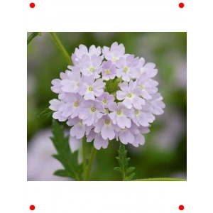 Gümüş ne  Çiçek Tohumu