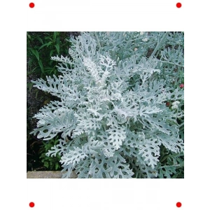 Gümüş Renkli Bahçe Külü Tohumu (40 Adet)