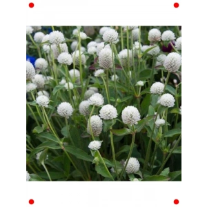 Hanım Düğmesi Çiçeği Tohumu, Canlı Renkler