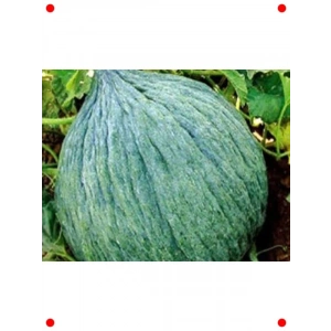 Hasanbey Kavun Tohumu - Tatlı ve Aromatık (10 gr)