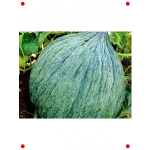 Hasanbey Kavun Tohumu - Tatlı ve Aromatık (10 gr)