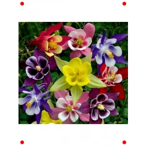 Haseki Küpesi Tohumu Karışık Renkler - 150 Adet