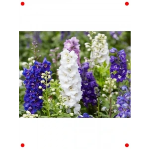 Hazeran Çiçeği Tohumu (150+ Adet)