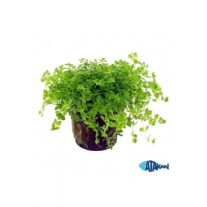 Heanthus Callitrichoides Cuba Saksı Canlı Bitki, Yeşil ve Canlı