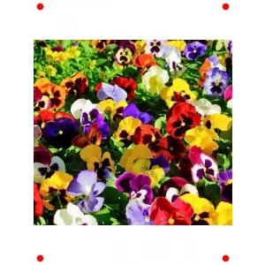 Hercai Menekşe Tohumları (100 Adet) - Karışık Renk