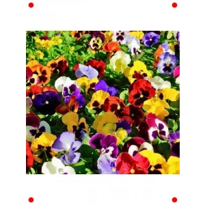 Hercai Menekşe Tohumları (100 Adet) - Karışık Renk