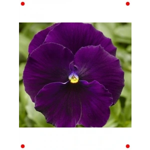 Hercai Menekşe Tohumu - Katlı Mor Renk (10 Adet)