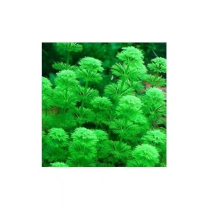 Heterophylla Limnophila Saksı Canlı Bitki, Su Bitkisi