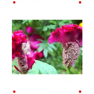 Horoz İbiği Tohumu - Canlı Renkler - 80+ Adet