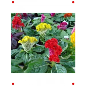 Horoz İbiği Tohumu Karışık Renkler - 200 Adet