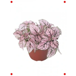 Hostes Çiçeği Tohumu (Çilli, niş Yaprak) Gül Renk - 5 Adet