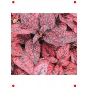 Hostes Çiçeği Tohumu Kırmızı (Çilli, niş Yaprak) - 5 Adet