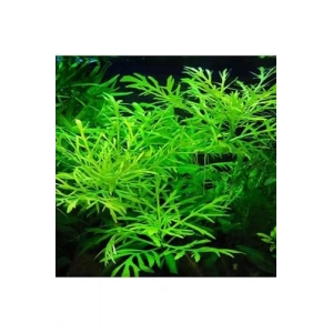 Hygrophila Diffors Canlı Bitki - 4-6 Kök