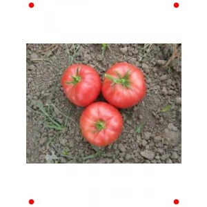 İnci Domates Tohumu - 100 Adet