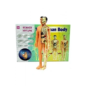 İnsan Vücudu Modeli, Eğitici Tasarım