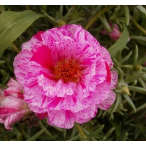 İpek Çiçeği Tohumu Duble Katlı - Kırçıllı Kırmızı Renkli (25 Tohum)