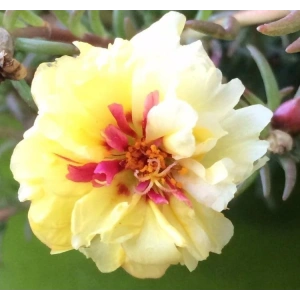 İpek Çiçeği Tohumu Duble Katlı - Sarı Renkli (25 Tohum)