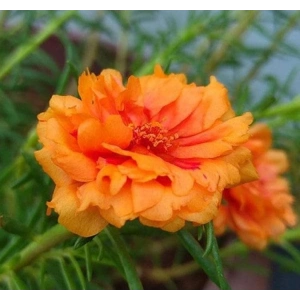 İpek Çiçeği Tohumu Duble Katlı - Turuncu Renkli (25 Tohum)