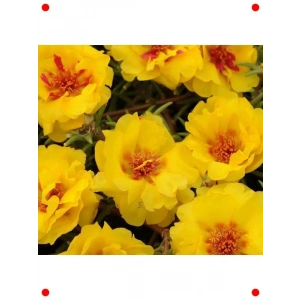 İpek Çiçeği Tohumu (Katmerli, Bol Çiçekli) Sarı - 40 Adet