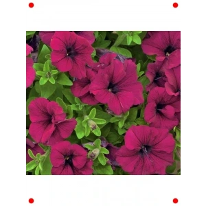İri Bodur Bordo Petunya Çiçeği Tohumu - 15 Adet