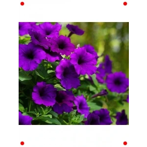 İri Bodur Mor Petunya Çiçeği Tohumu - 15 Adet